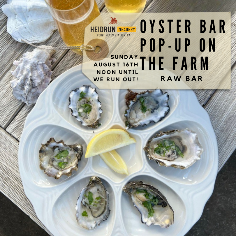 Image of A plate of Shucked Oysters and glasses of sparkling mead.